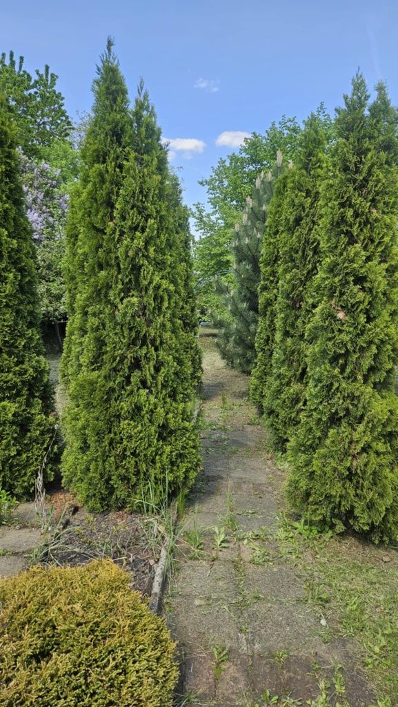 Ogródek dzialkowy 432m² ROD Powstaniec  Chorzów Stary