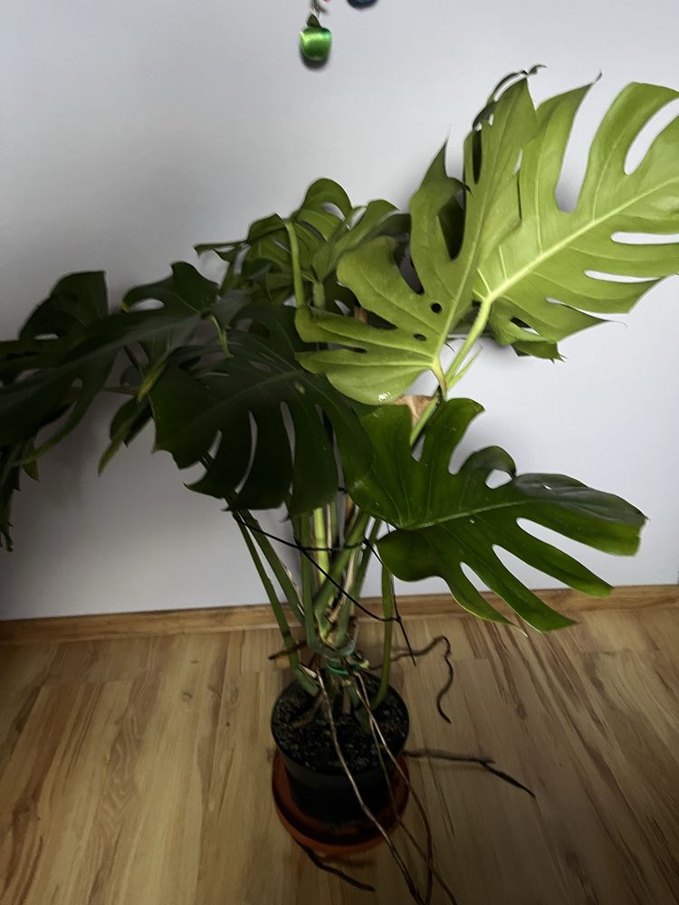 Kwiat Monstera duża