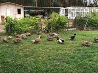 Patos Rouen BIO, para criar, adultos e ovos fecundados