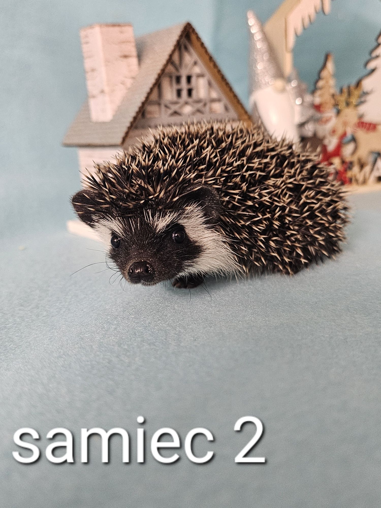 Jez pigmejski jez afrykański