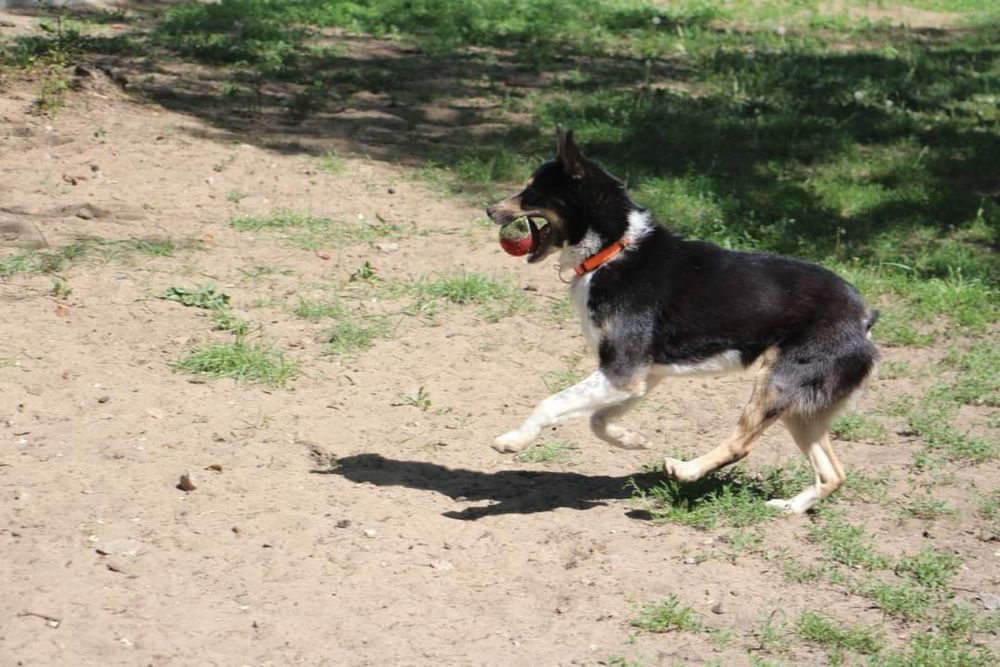 Shark mlody psiak do pilnej adopcji