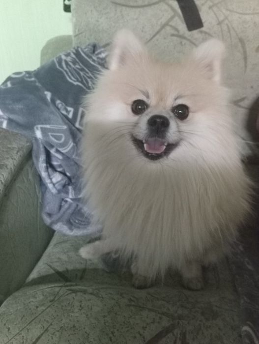 Мальчик померанец ищет подружку для случки