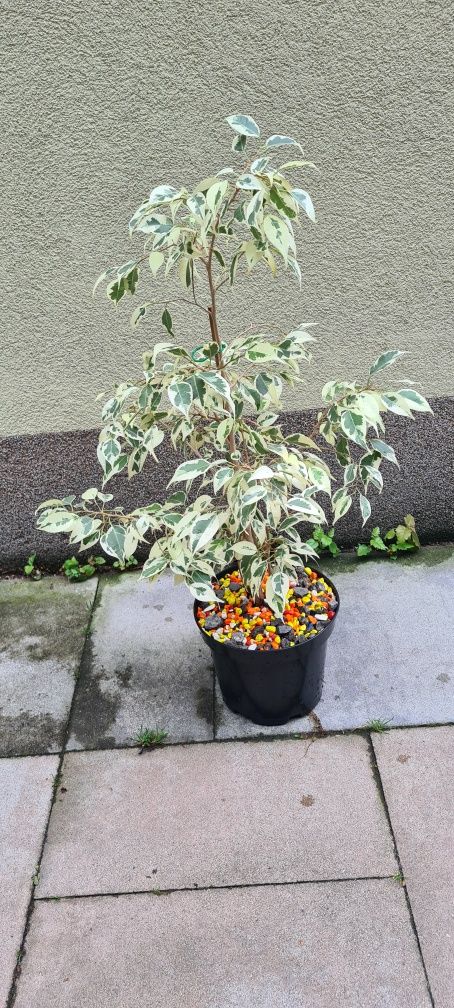 Figowiec Benjamina