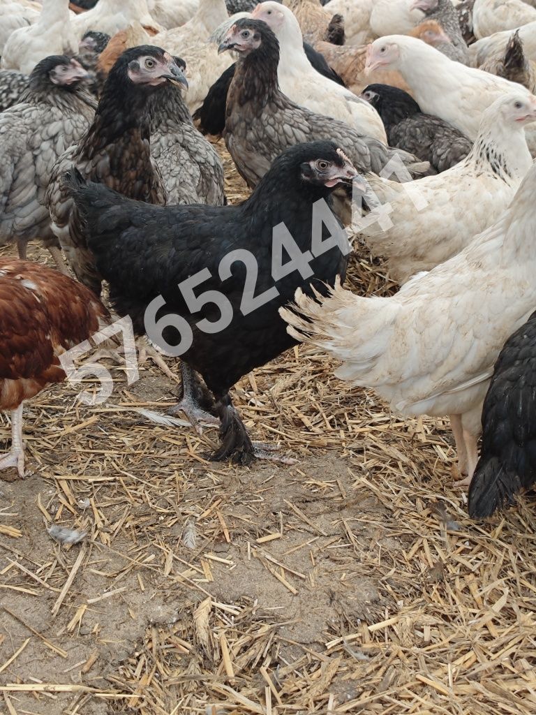 Kury nioski młode Rosa Leghorn Dominant Lohman Greenshel