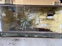 Terrarium dla gekona
