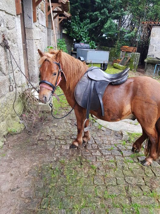 Pónei macho inteiro