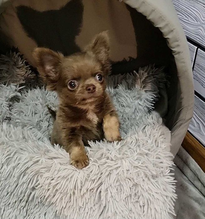 Ліловий, манюній, гарнюній