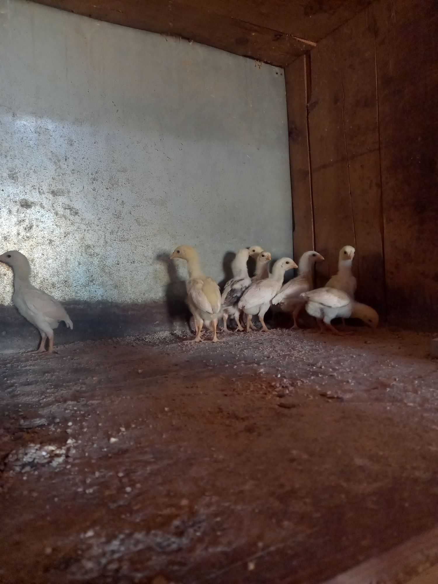 Pintos indios gigantes  , pais nas fotos sao puros