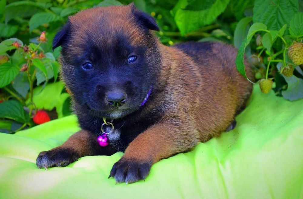 Кобели малинуа! Щенки бельгийской овчарки мальчики!