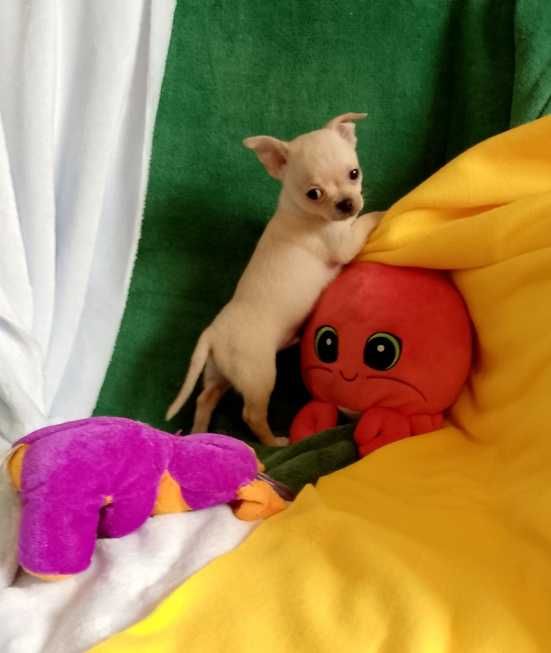 Chihuahua chłopiec