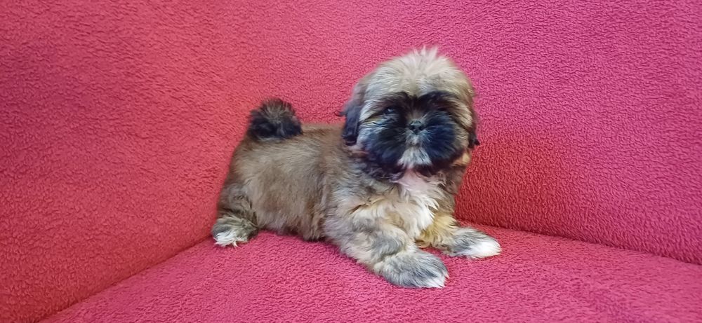 Sunia Shih-tzu gotowa do odbioru