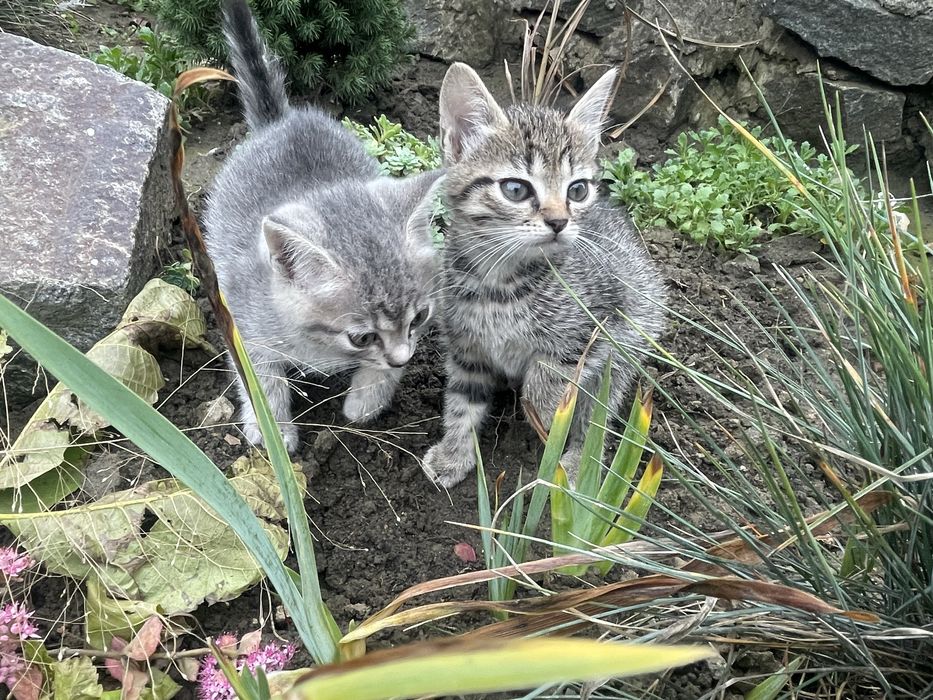 Подарую маленьких кошенят