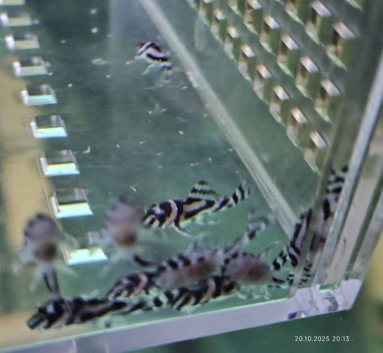Hypancistrus zebra l46