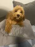Maltipoo piesek f1