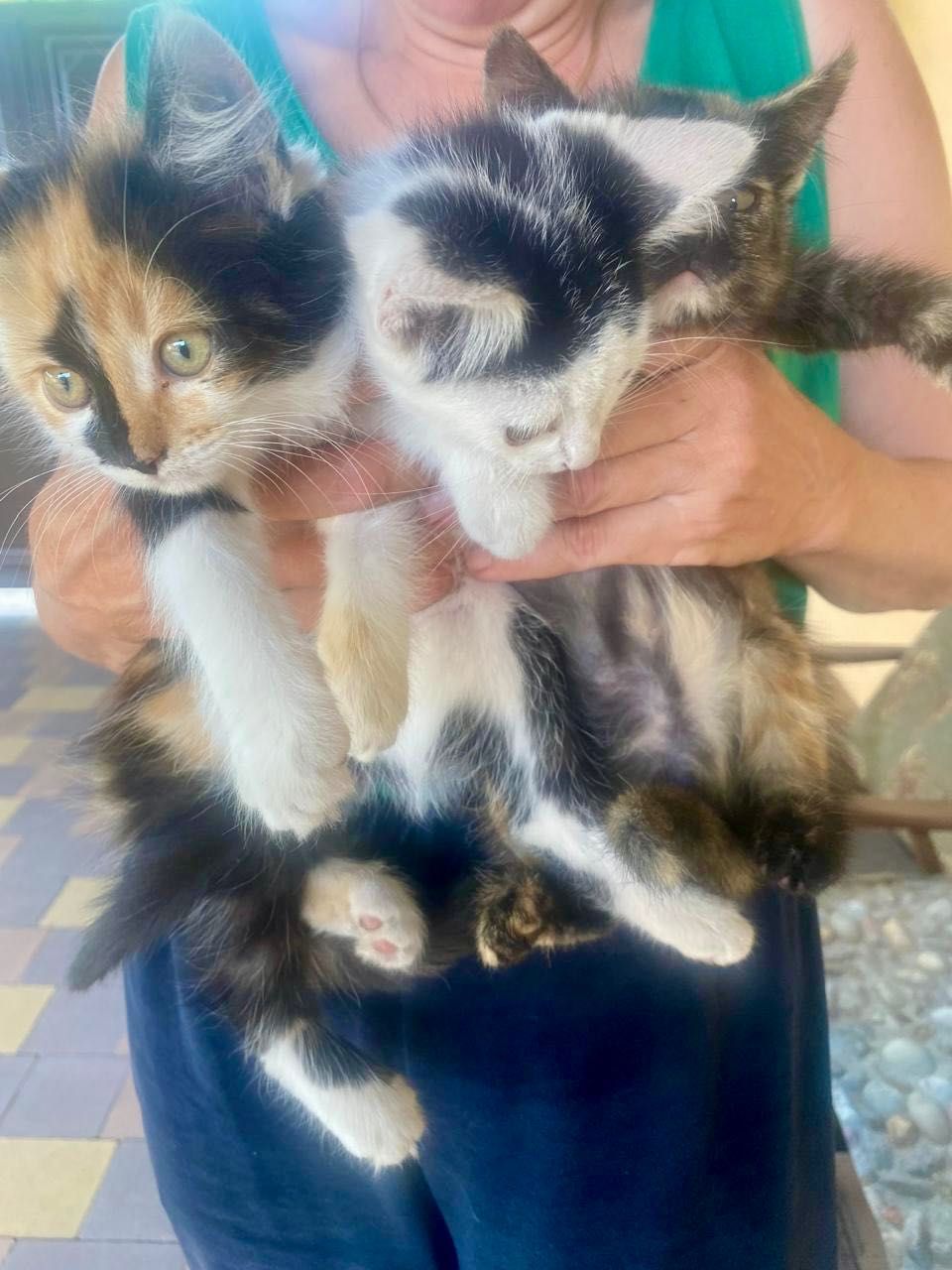 Подаруємо чудових котенят