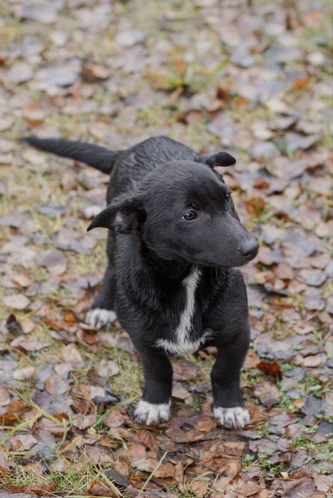 ЦУЦЕНЯ на коротких лапках Трюфелька ШУКАЄ ДІМ