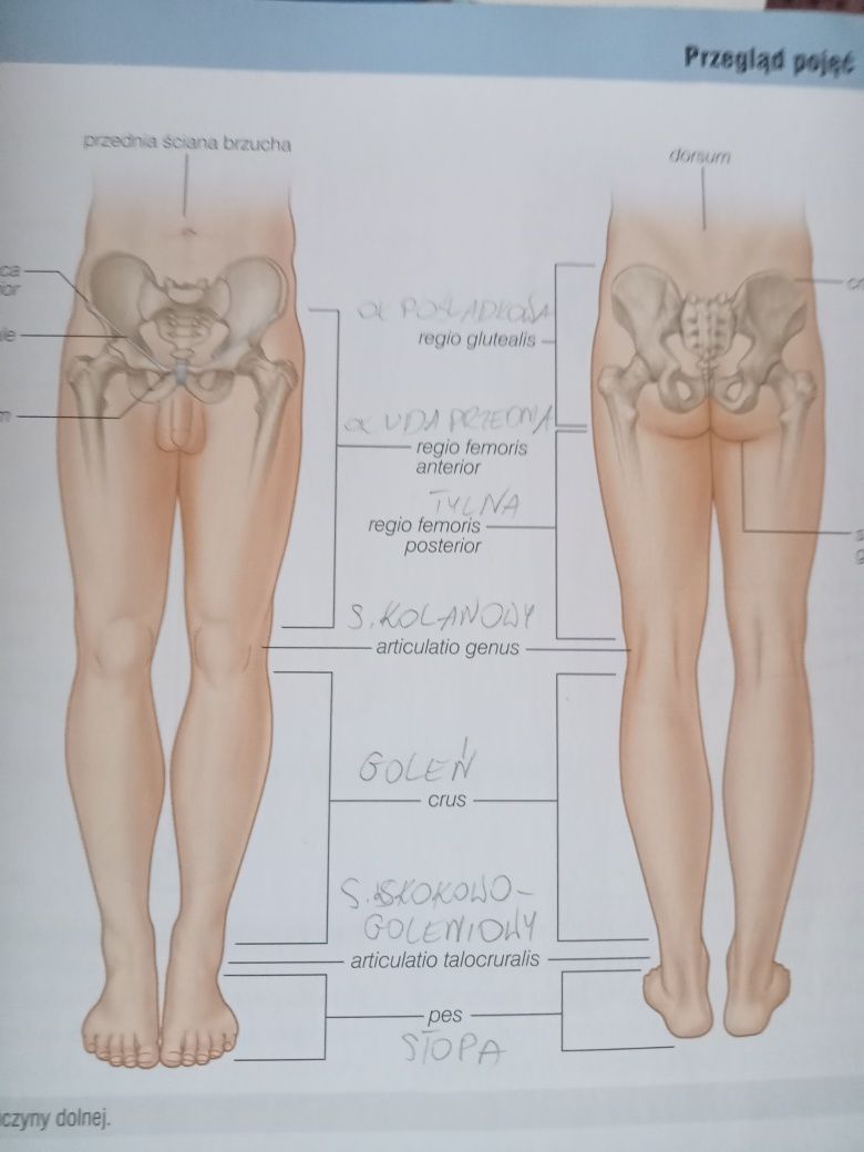 Anatomia podręcznik Gray tom 1 i tom 3