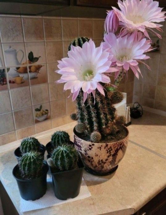 kaktus kwitnący odmiana Echinopsis eyriesii kwiat doniczkowy