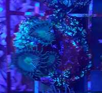 Koralowiec, palythoa ciemnozielone_3,morskie
