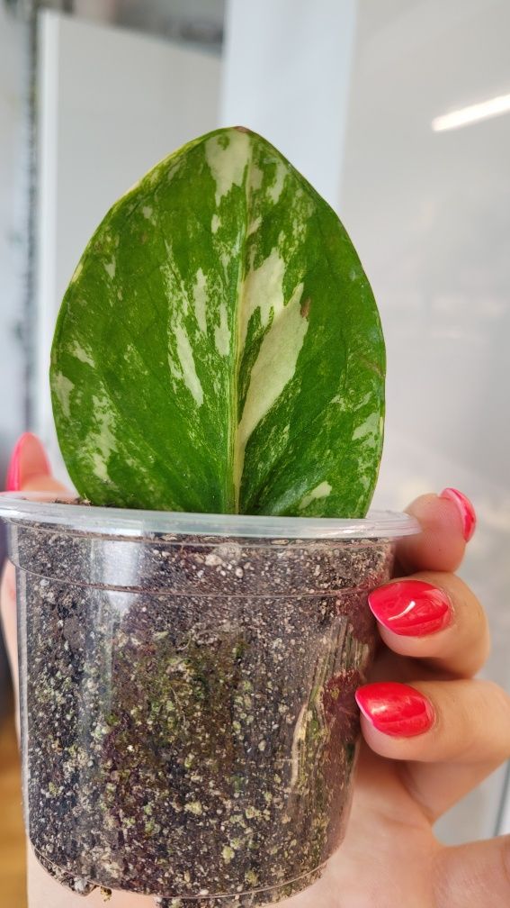 Zamioculcas \ zamiokulkas Midori variegata
