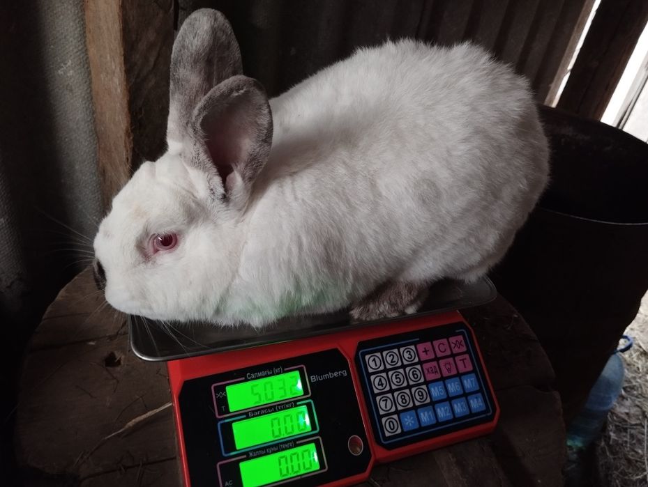 Кролі кролики на плем'я