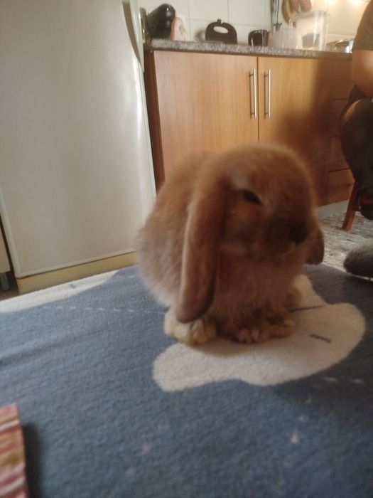 Coelha mini lop fêmea