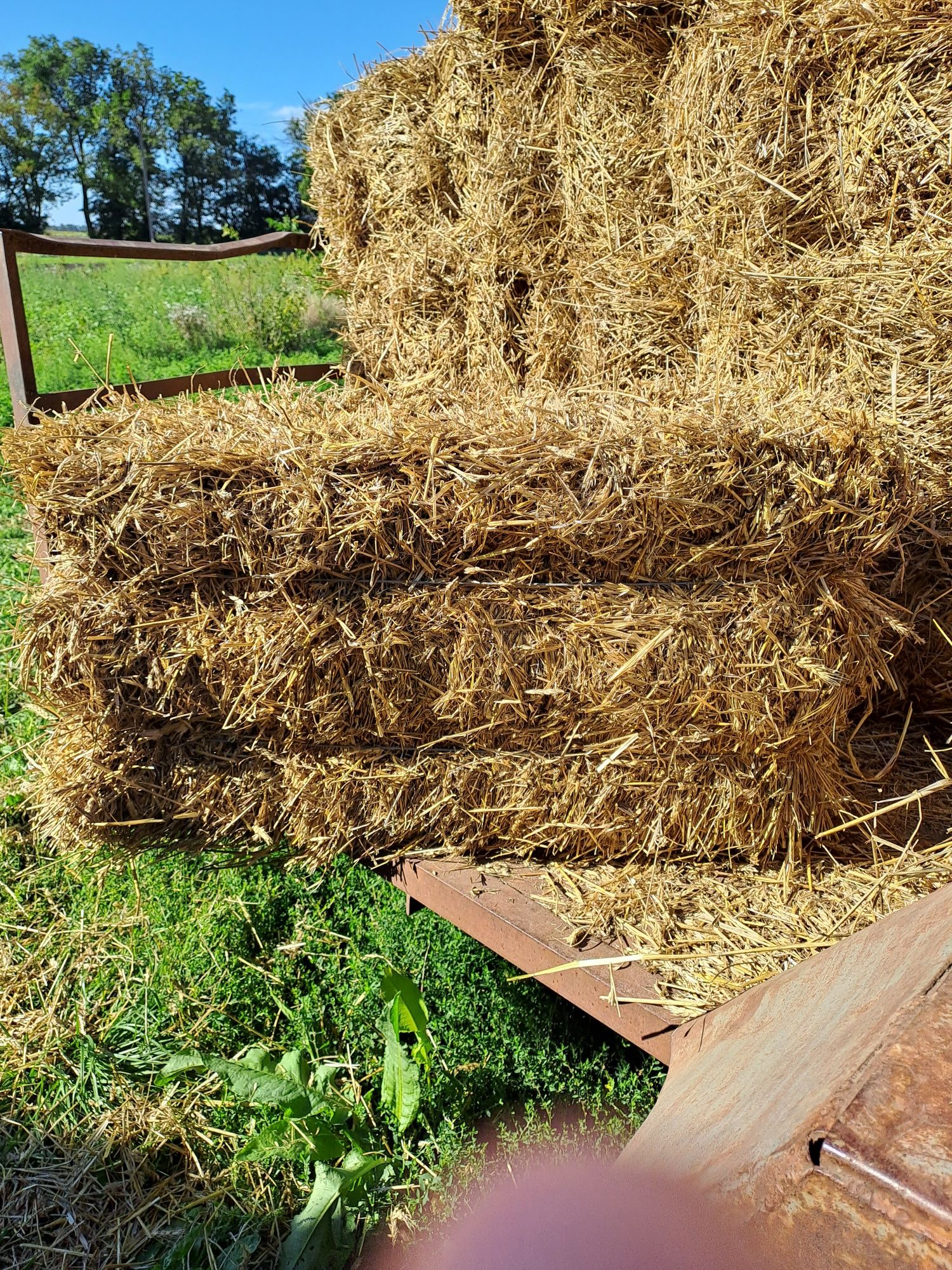Продам  сіно в тюках.Різнотрав'я
