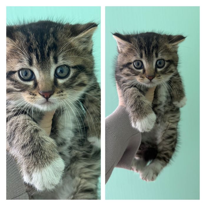 Маленьке кошеня шукає сімʼю ,котенок в дар