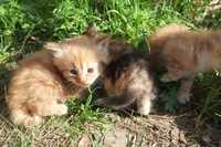 Кошенята руді троьхколор гарнюні в добрі руки Подарую котики