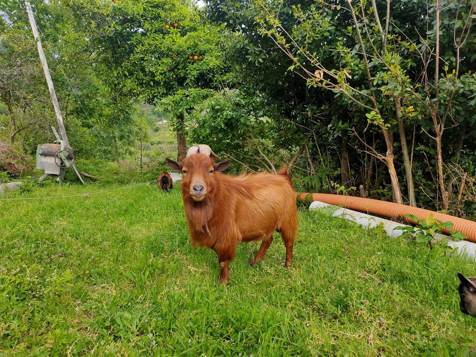 Cabras anãs (macho e fêmea)