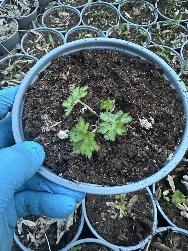 Geranium Rozanne