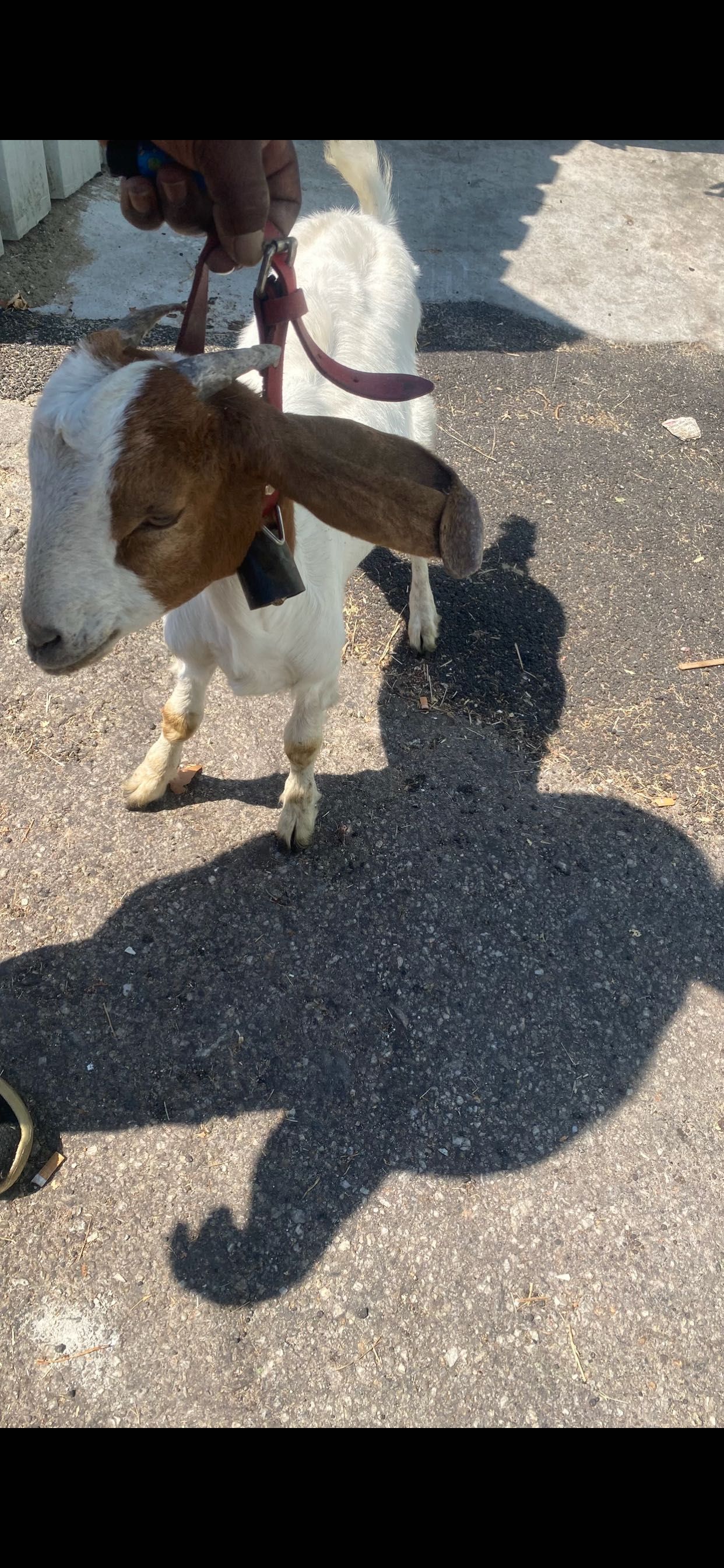 Vendo casal da raça boer