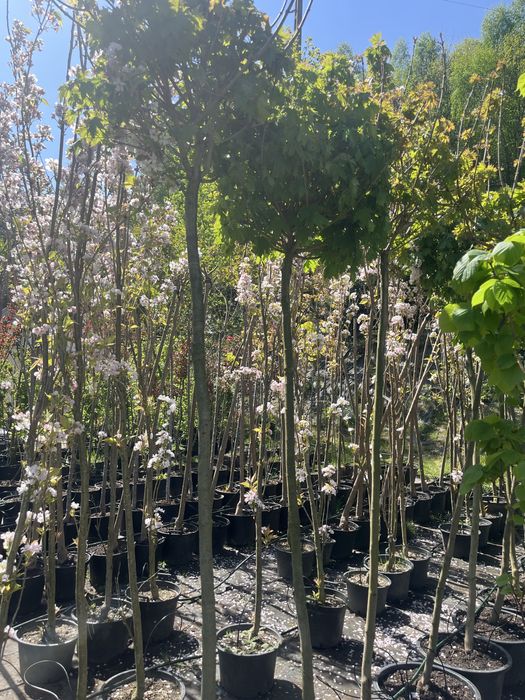 Klon Kulisty czerwony zielony Globosum