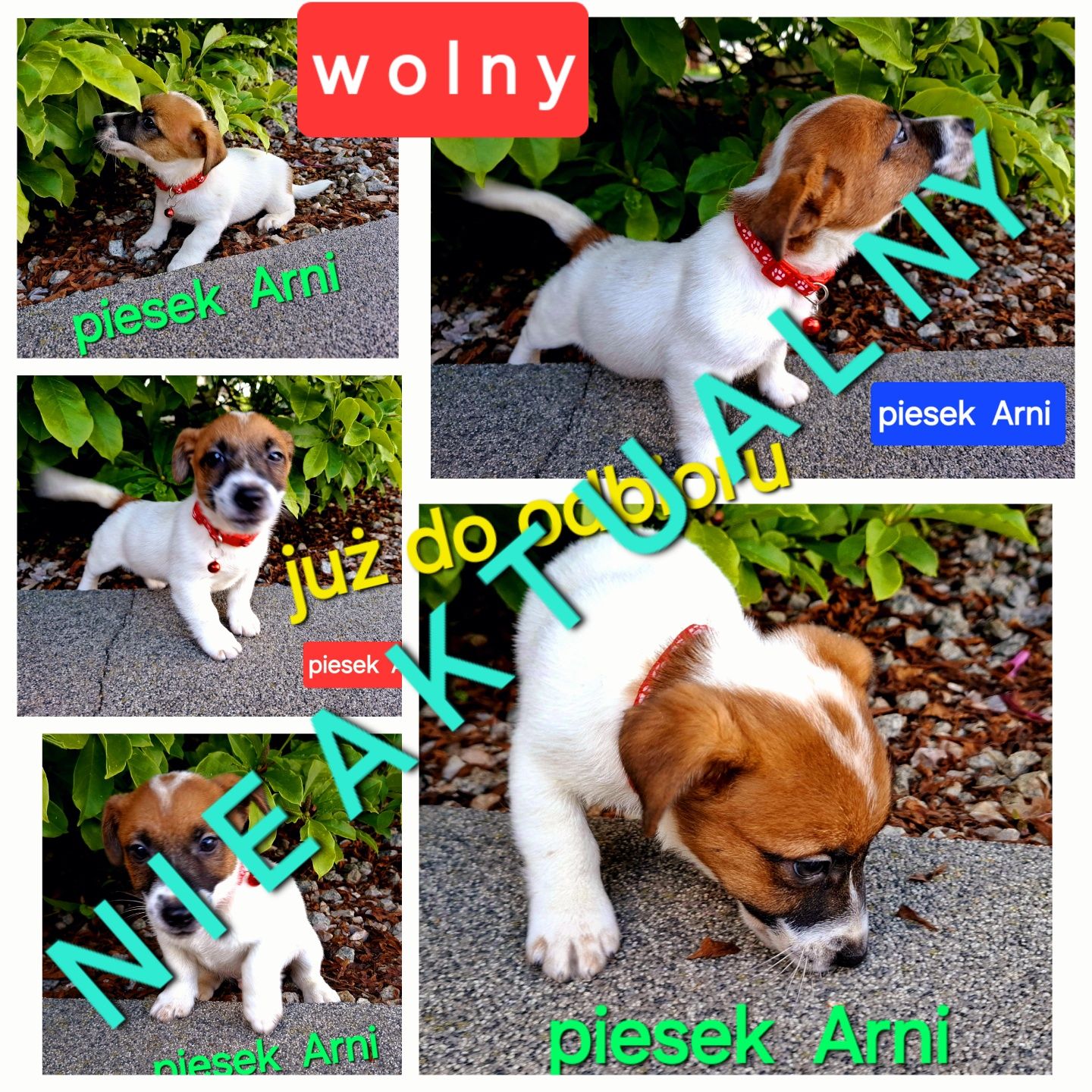 Malutki Ozi !!!  Jack Russell  do odbioru RODZICE W HODOWLI