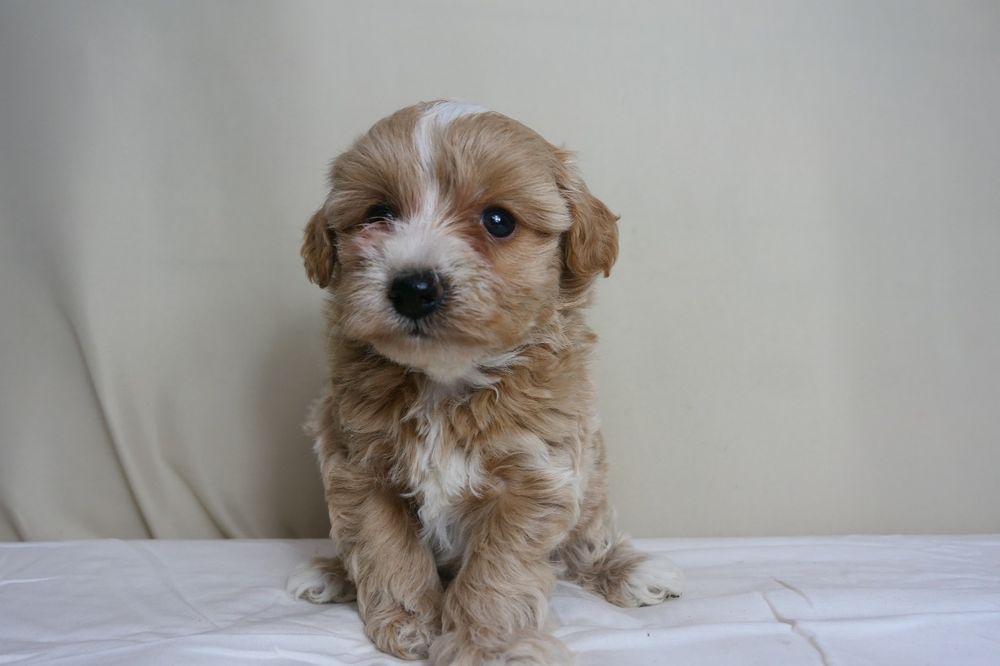 Maltipoo- Piękna suczka F1.