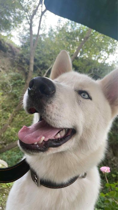 Sprzedam Husky syberian cena