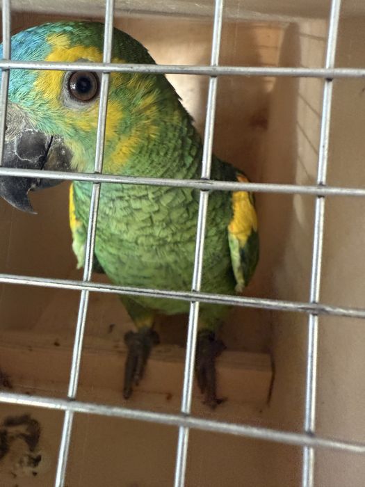 Amazona aestiva xanthopteryx