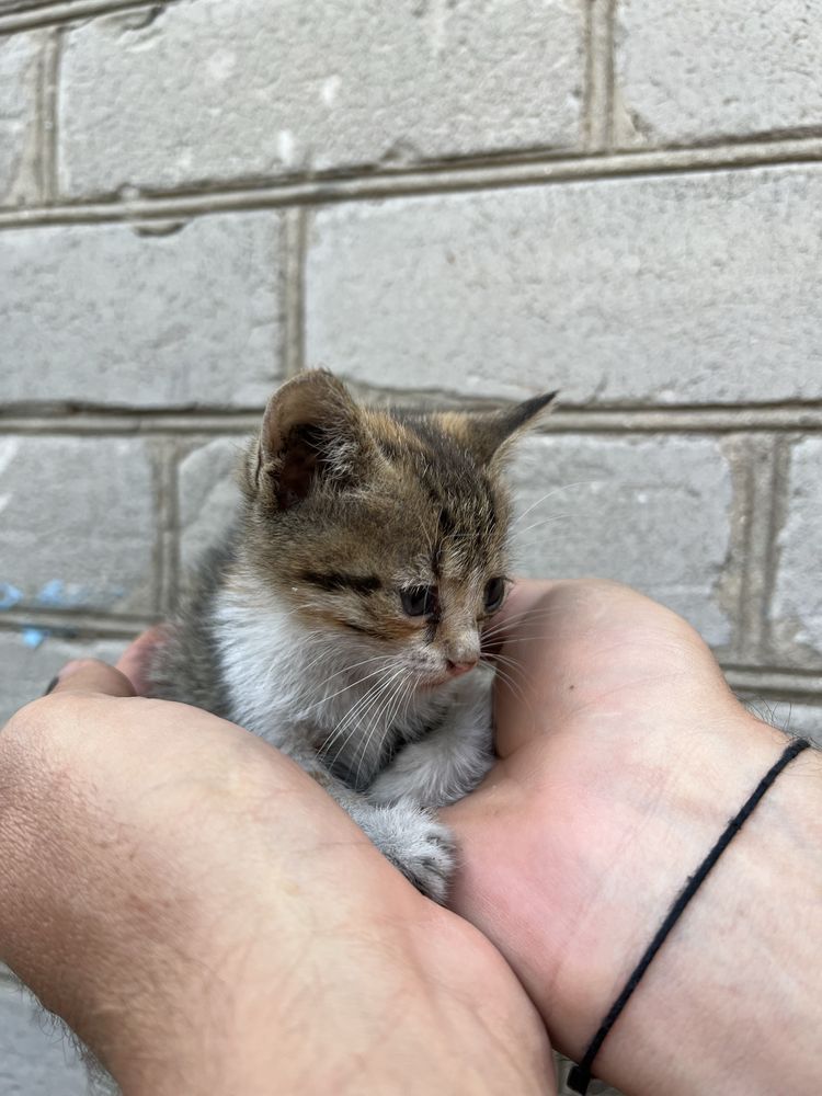 Котенок кошка отдам днепр павлоград