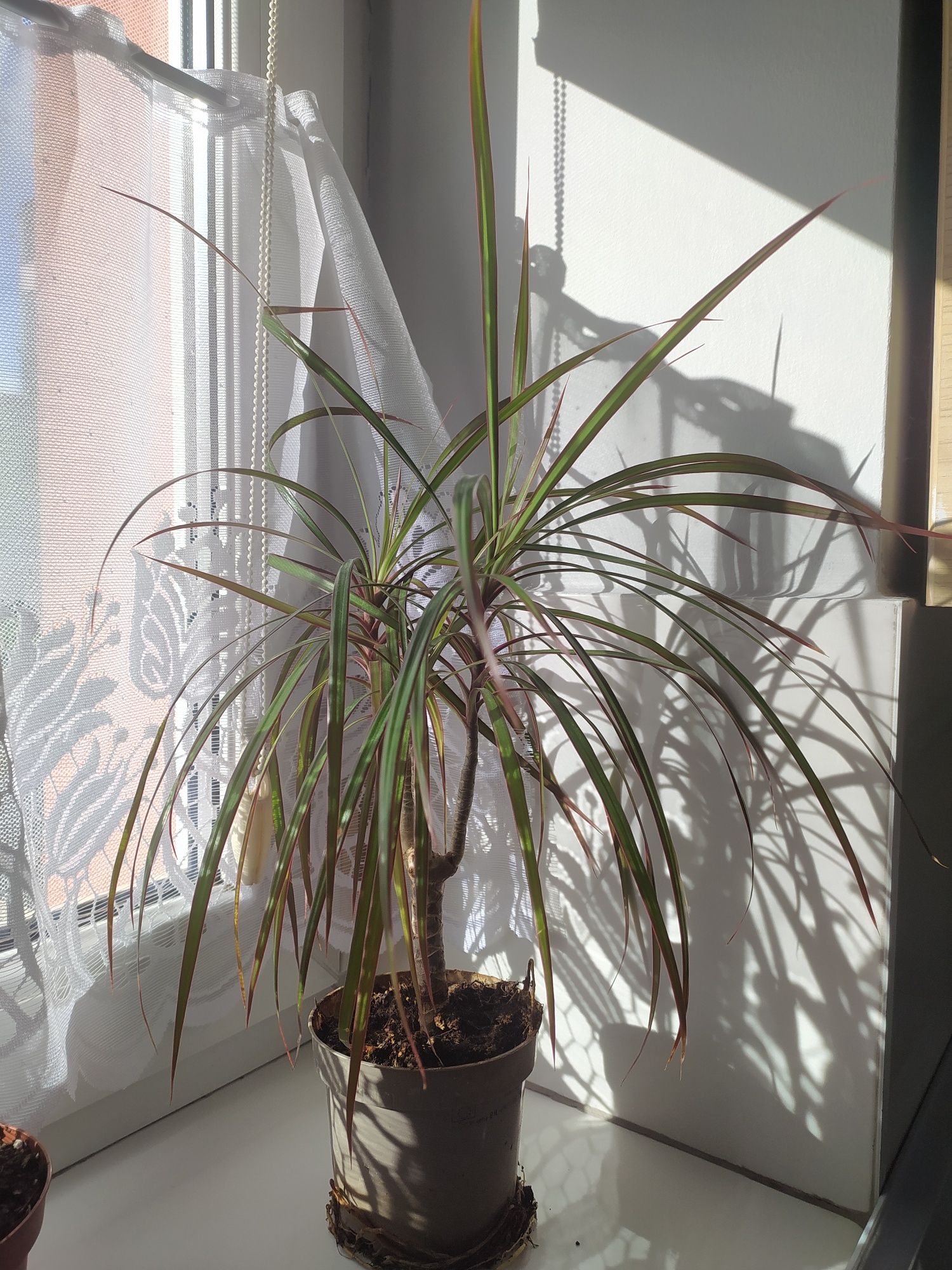 Dracena obrzeżona ok 35 cm