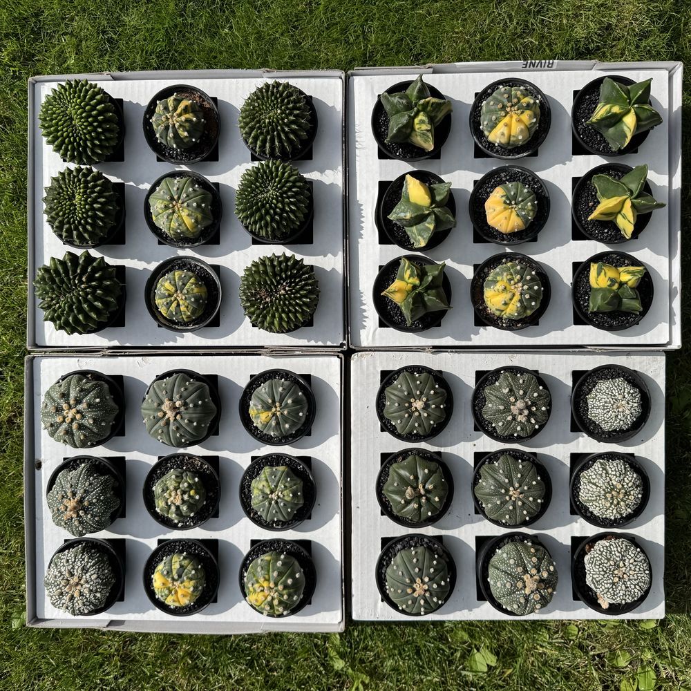 Астрофітум  cactus variegata cereus Astrophytum asterias