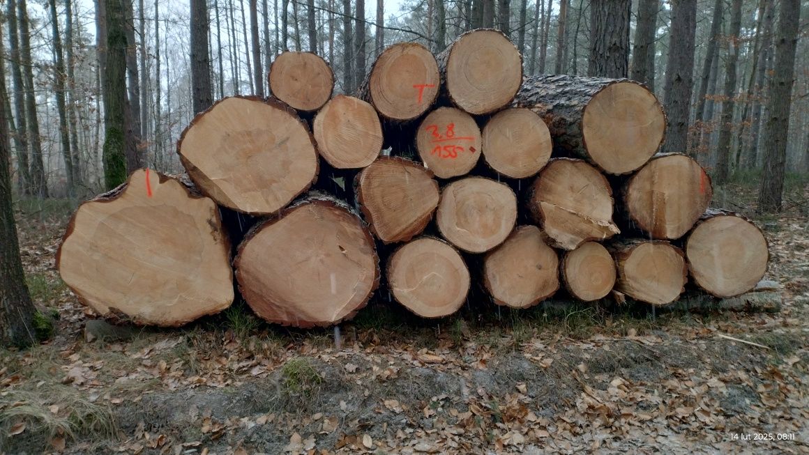 Sosna iglaste drewno opałowe drzewo