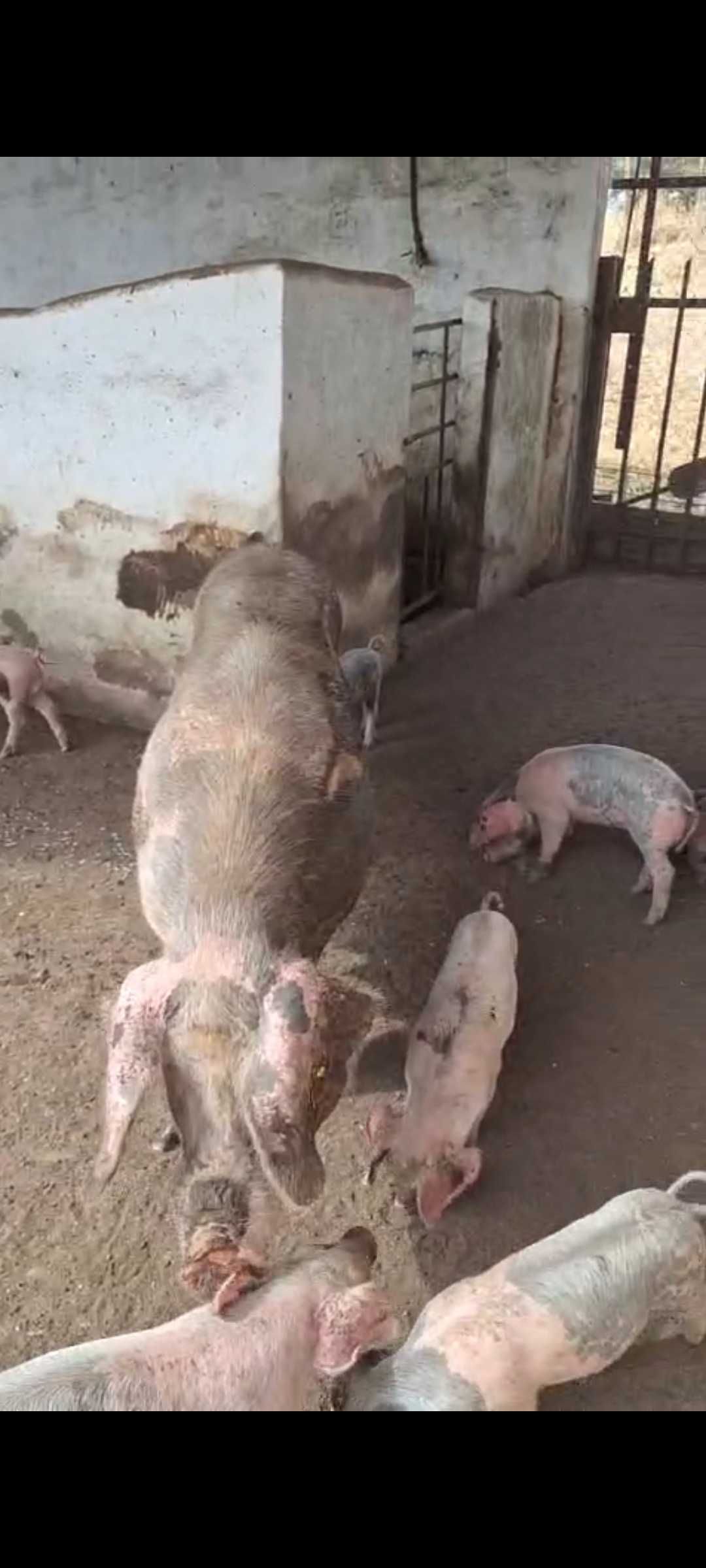 Leitões Bísaros - Barrancos, Baixo Alentejo