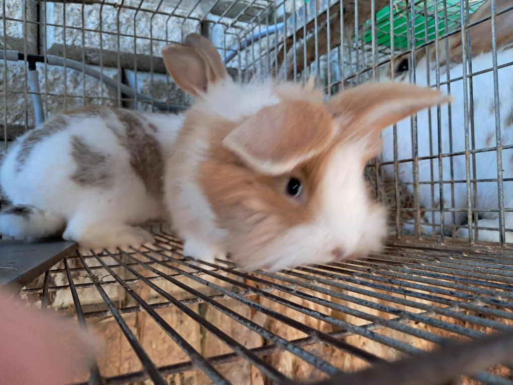 Vendo Coelhos caseiros