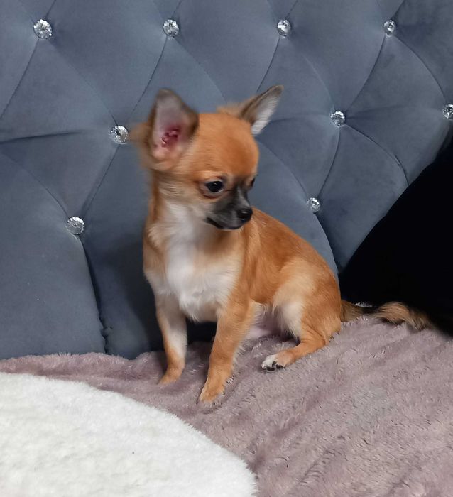 Piesek Chihuahua