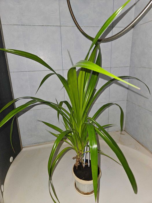 Панданус, Винтовая пальма, Pandanus