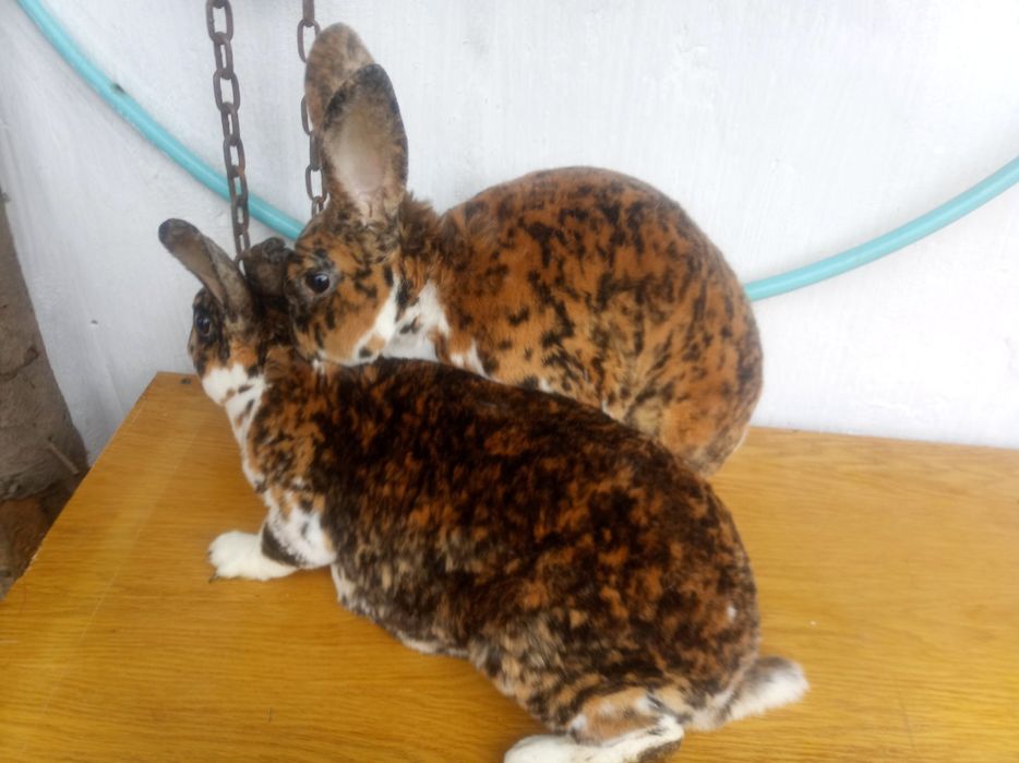 Продам кролі рекси