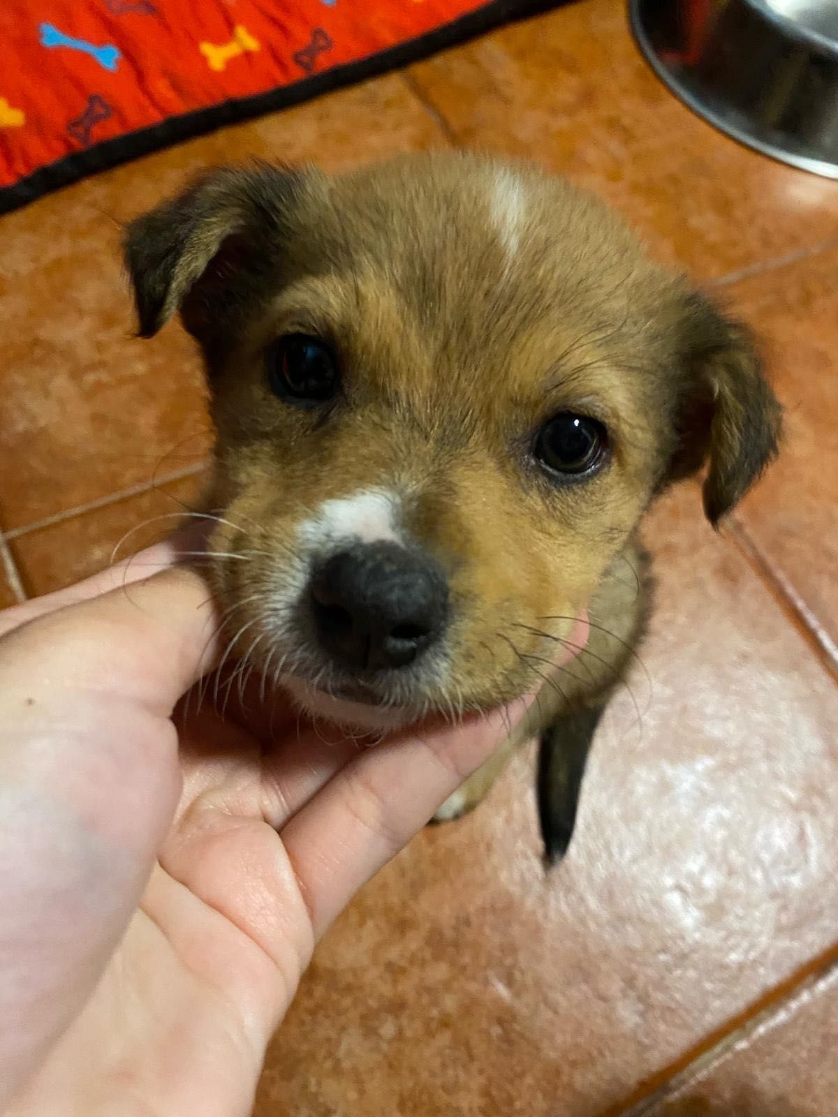 Cães bebés para adoção responsável