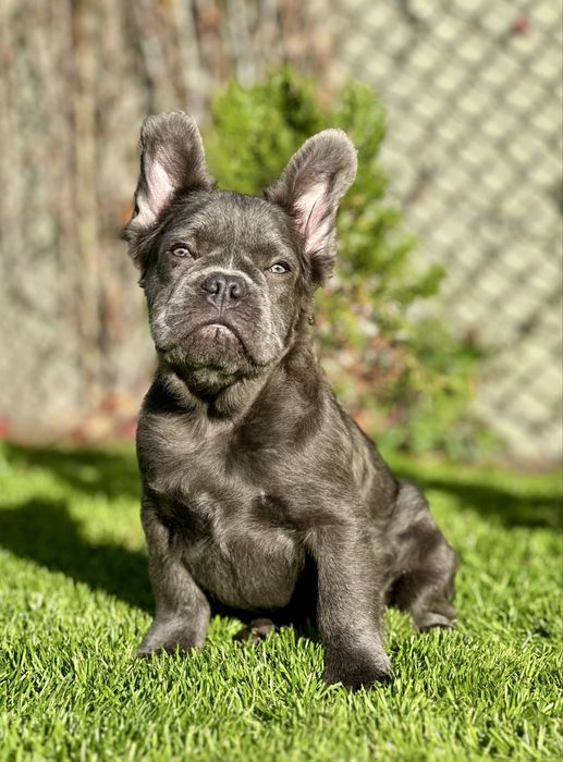 Голубая флаффи девочка!