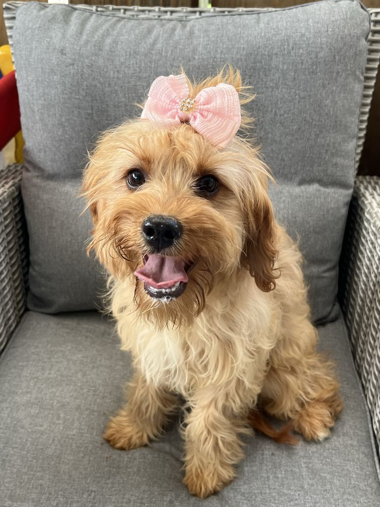 Suczka cavapoo do odbioru