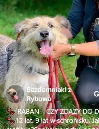 Kochany, spokojny, cichy - 9 lat w schronisku - uratuj tego pieska